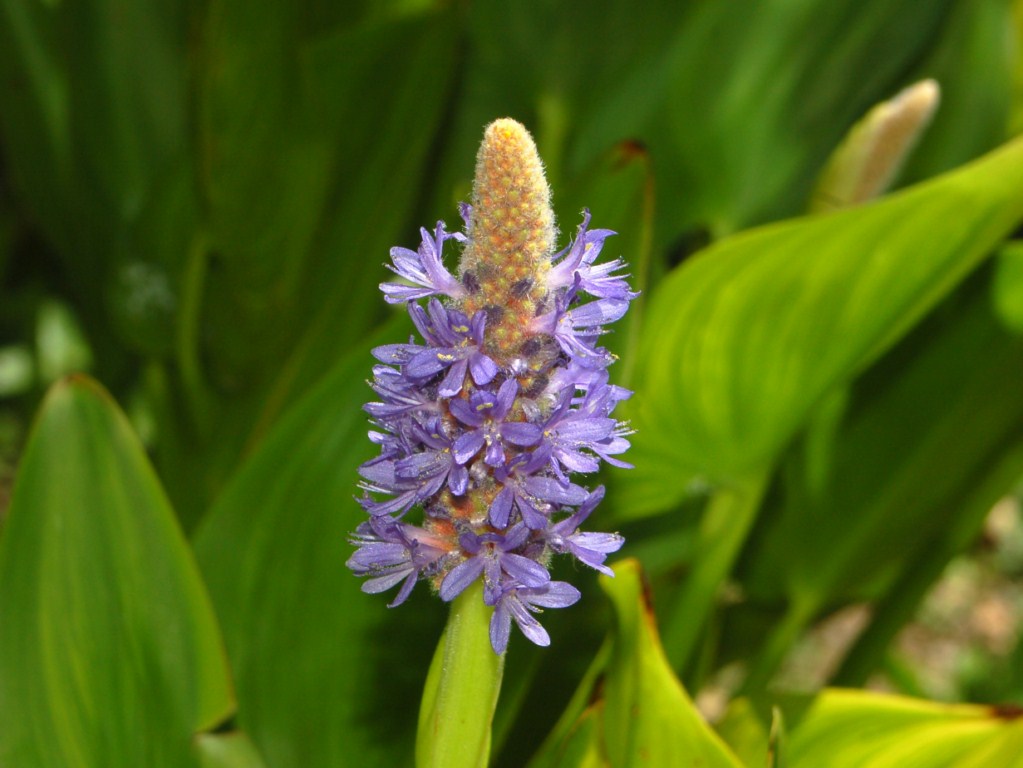 Una infiorescenza azzurra - Pontederia cordata